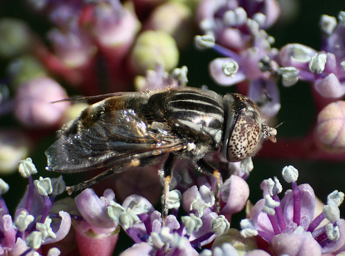 Eristalinus aenus ?